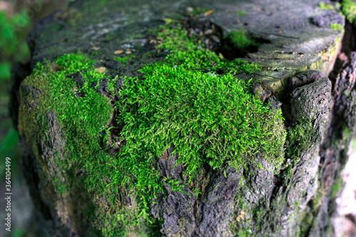 Close-up old tree stump with bright green moss