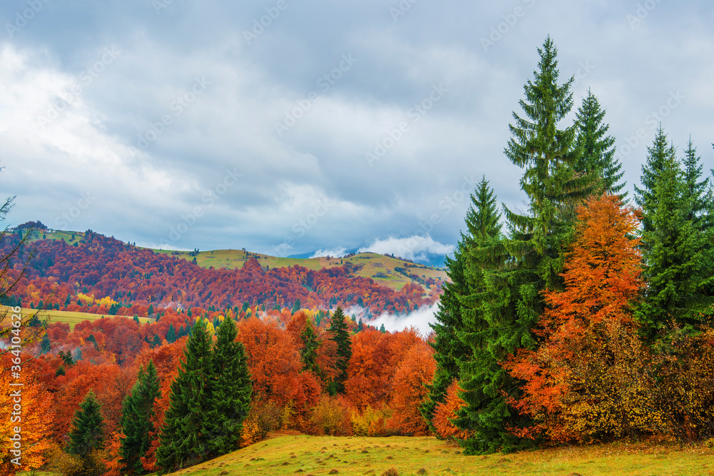 View of majestic mountain forest. Gorgeous foggy hill with colorful coniferous trees. Concept of nature.