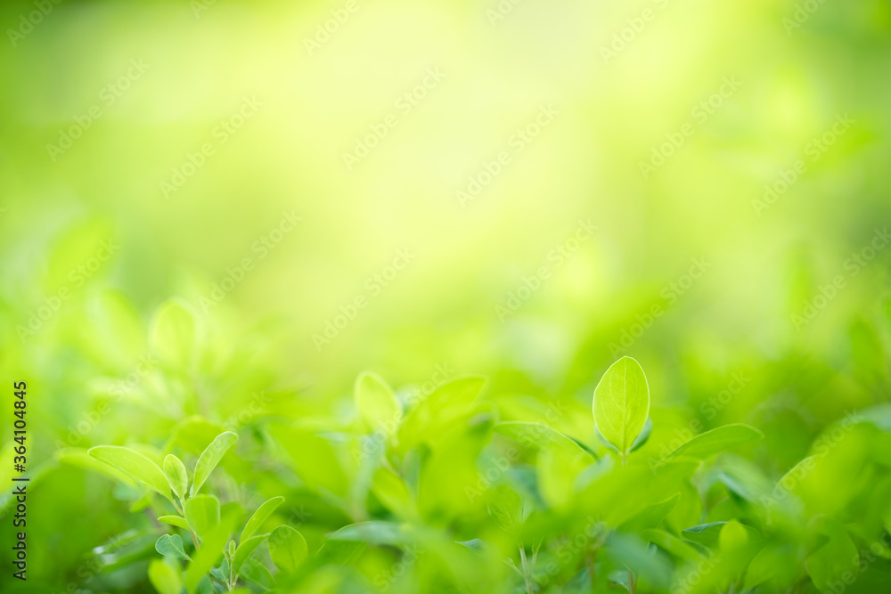Nature of green leaf in garden at summer. Natural green leaves plants using as spring background cover page greenery environment ecology wallpaper Nature of green leaf in garden at summer. Natural green leaves plants using as spring background cover page greenery environment ecology wallpaper