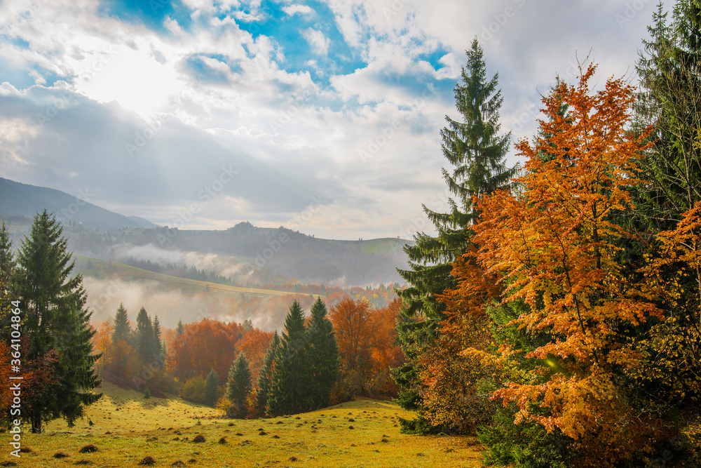 View of mountain forest sunrise with dramatic cloudy sky on background. Beautiful landscape with coniferous trees on hillside meadow. Concept of nature.