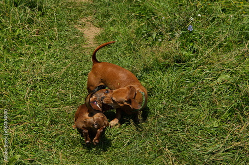 Red dachshunds frolic in nature.