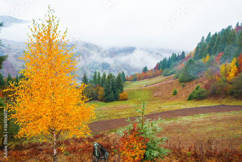 View of majestic mountain forest. Gorgeous foggy hill with colorful coniferous trees. Concept of nature.