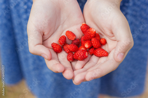 a girl holds red sweet strawberries crop in her hands