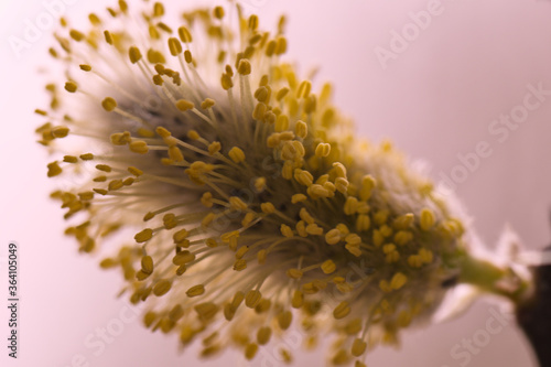 Macro photo from blooming catkin with a soft purple background,  made in Weert the Netherlands photo