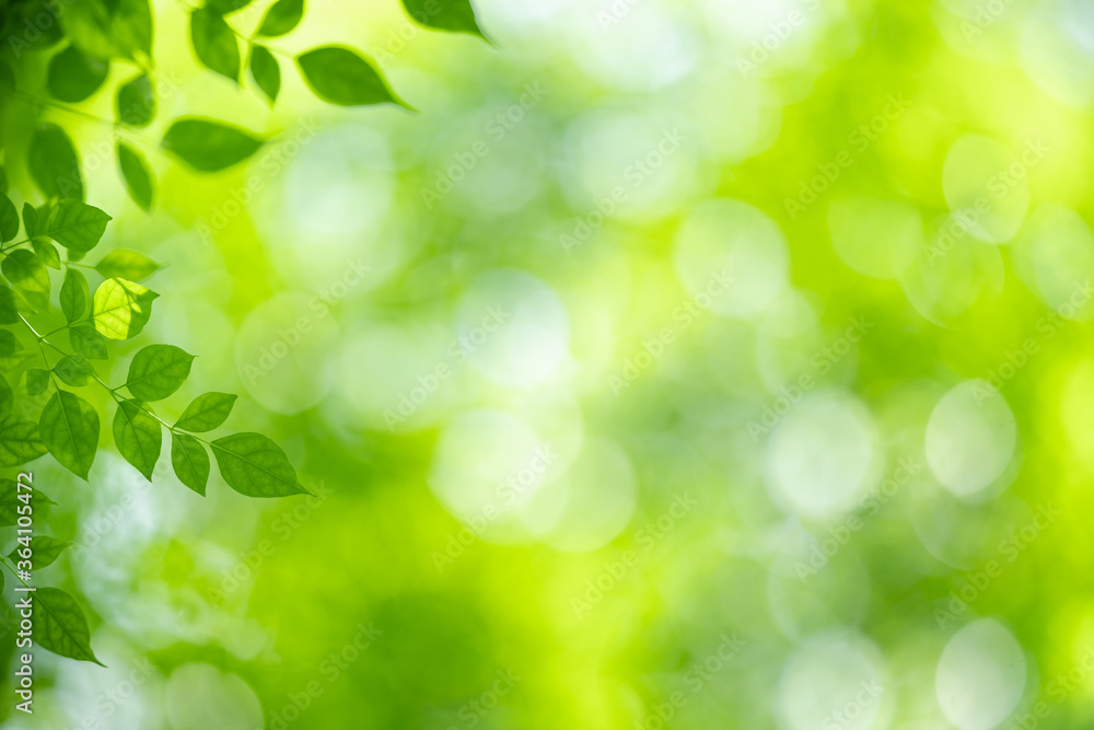 Nature of green leaf in garden at summer. Natural green leaves plants using as spring background cover page greenery environment ecology wallpaper Nature of green leaf in garden at summer. Natural green leaves plants using as spring background cover page greenery environment ecology wallpaper