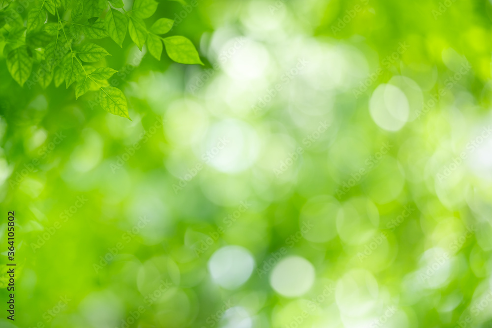 Fototapeta premium Nature of green leaf in garden at summer. Natural green leaves plants using as spring background cover page greenery environment ecology wallpaper