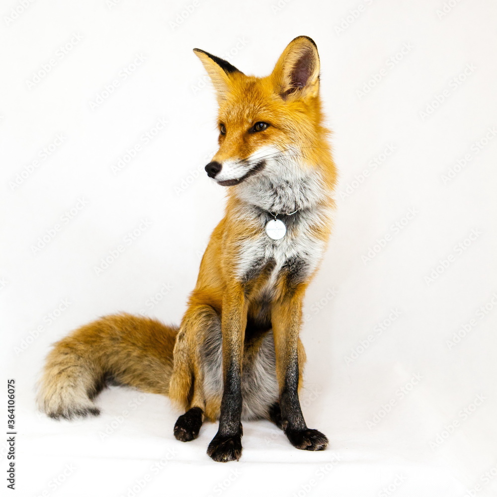 Obraz premium Red fox sits on a white background 