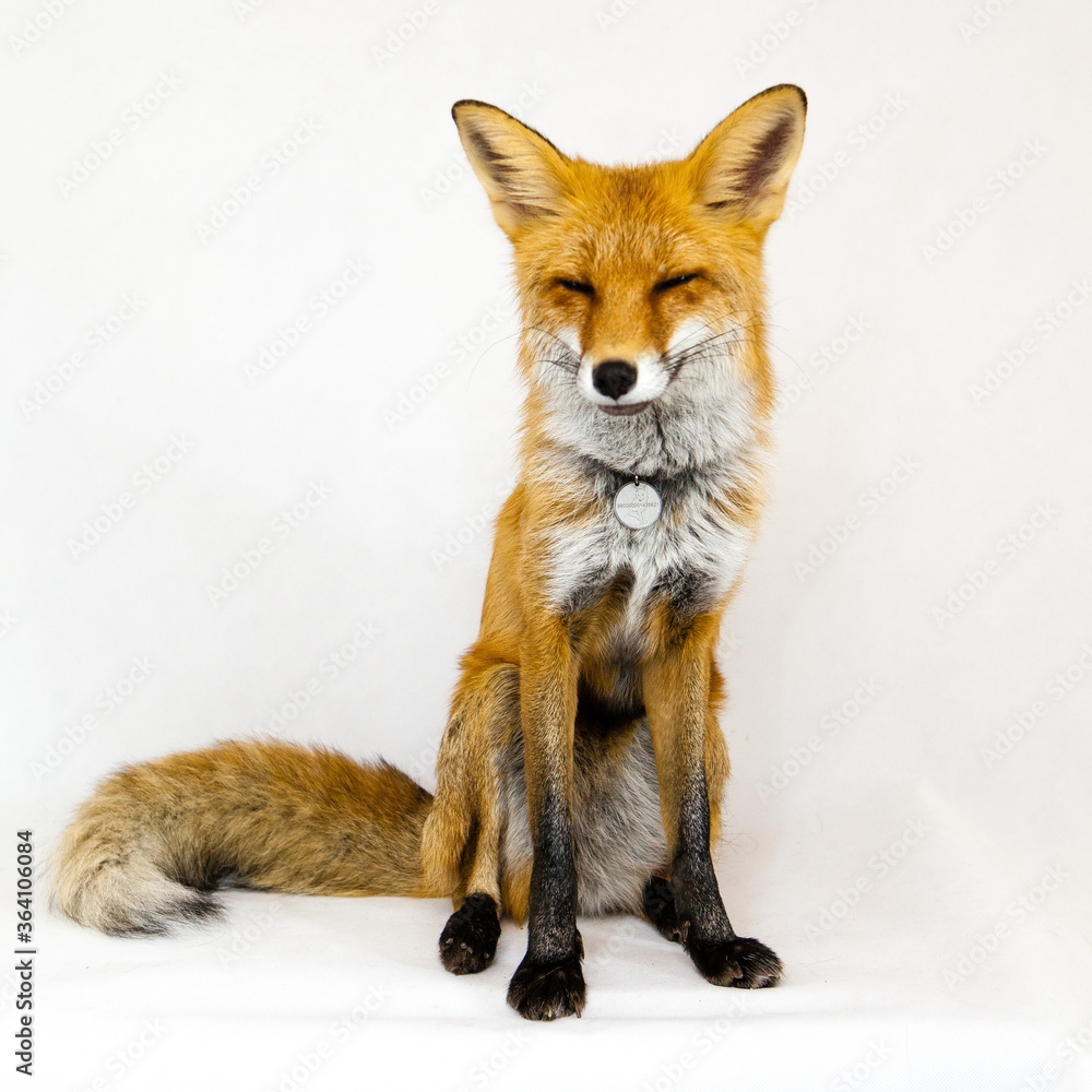 Red fox sits on a white background
