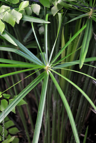  various types of plants green  yellow  red  purple  white  prickly  sharp  bumpy  patterned  texture