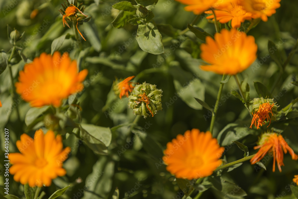 Orange Flower. Calendula, marigold blooms. The ripening of the seeds... Orange Flower. Calendula, marigold blooms. The ripening of the seeds...