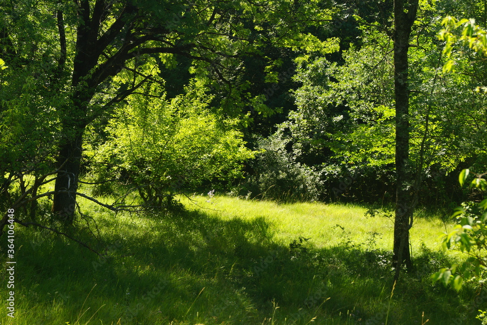 Obraz premium Sunny places in the forest in the mountains of the Crimean peninsula