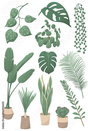 Set of vector illustrations of home plants: Monstera leaf, Pilea peperomioides, String of Pearls, Pothos, ZZ plant, parlor palm, snake plant
