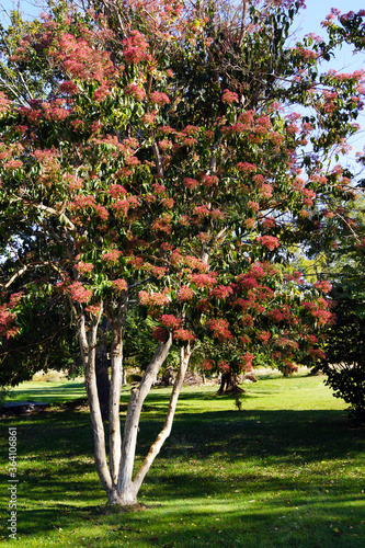 Deciduous seven sons tree (Heptacodium miconoides) after the white flowers have fallen, showing the abundant, rosy pink calyces photo