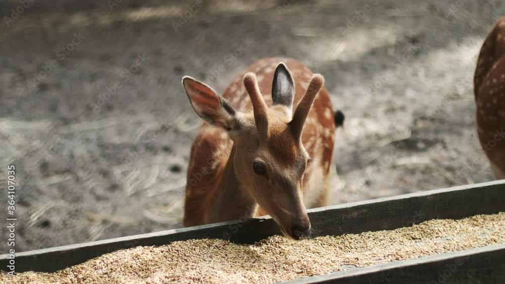 young sika deer eating from a feeding trough in a national park. Also known as the spotted deer or the Japanese deer, is a species of deer native to much of East Asia young sika deer eating from a feeding trough in a national park. Also known as the spotted deer or the Japanese deer, is a species of deer native to much of East Asia