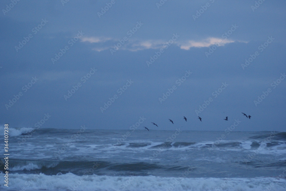 seagulls on the beach seagulls on the beach