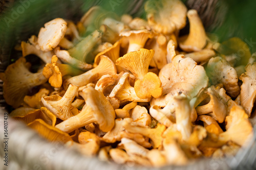 Mushrooms Of Chanterelle In Basket In Forest Close Up.