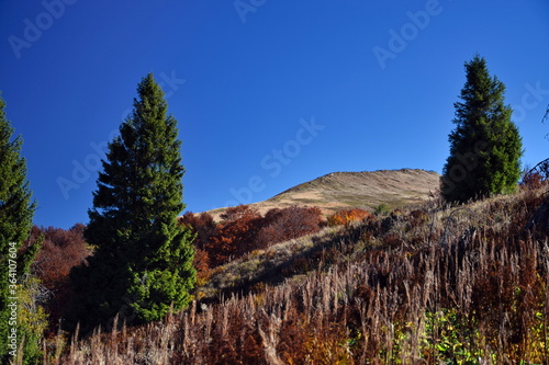 Fototapeta Naklejka Na Ścianę i Meble -  Colorful autumn in Bieszczady National Park