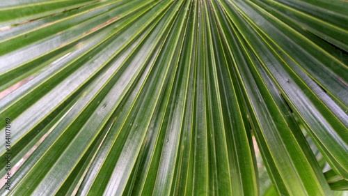 palm leaf background © Pradit