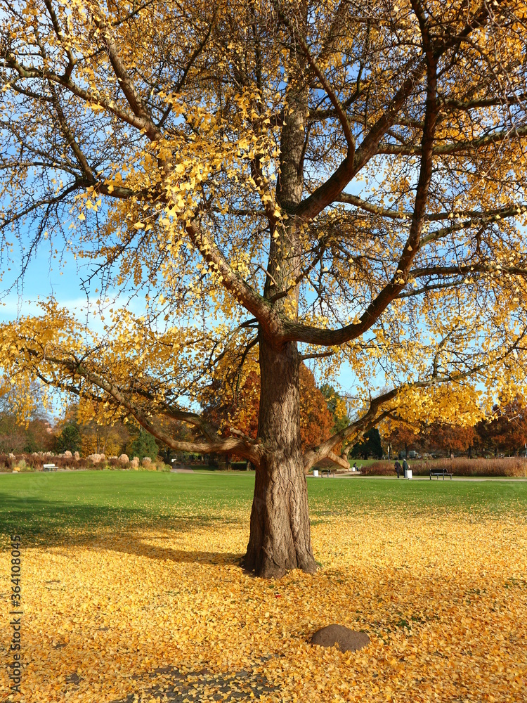 Fototapeta premium Baum im Herbst | gelbe Blätter