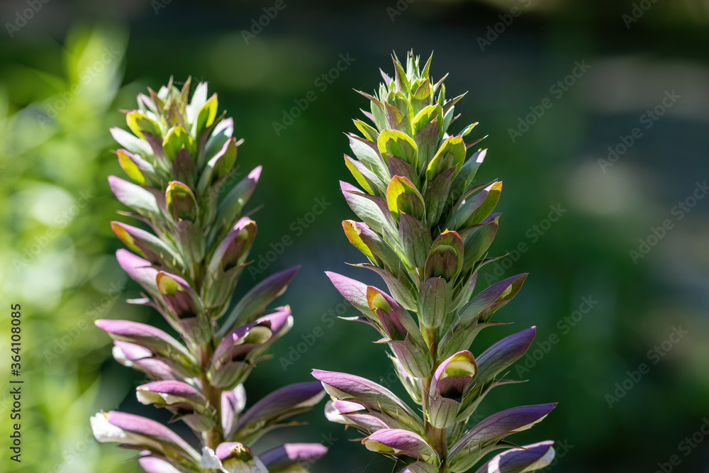 Close up of Balkan bears breeches,Acanthus hungaricus Close up of Balkan bears breeches,Acanthus hungaricus