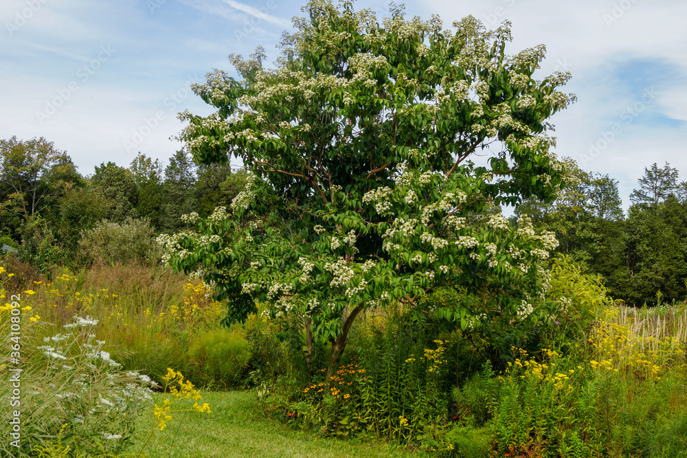 Horizontal image of deciduous seven sons tree (Heptacodium miconoides) in full flower in a garden/landscape setting
