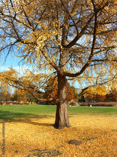 Baum im Herbst   gelbe Bl  tter 