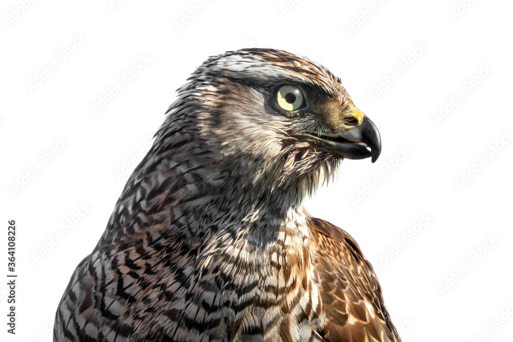 Fototapeta premium オオタカ