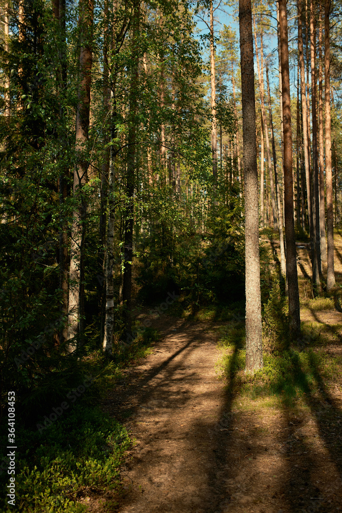 Obraz premium Vertical image of amazing forest with tall pine trees and birches. Mysterious morning in mixed woods, sunshine and dancing shadows. Nobody around. Wilderness, nature and environment concept