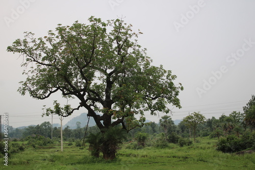 oak tree in the field