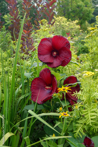 'Heartthrob' hardy hibiscus (Hibiscus) in a garden with 'Isla Gold' tansy (Tanacetum vulgare), orange coneflower (Rudbeckia fulgida), and foliage of 'Gerald Darby' iris (Iris x robusta)
