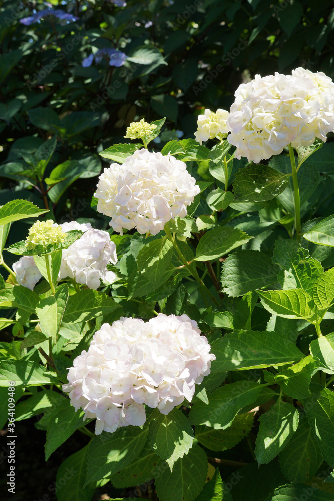 'Madame Emile Mouillère' big-leaved hydrangea (Hydrangea macrophylla 'Madame Emile Mouillère') in flower 'Madame Emile Mouillère' big-leaved hydrangea (Hydrangea macrophylla 'Madame Emile Mouillère') in flower