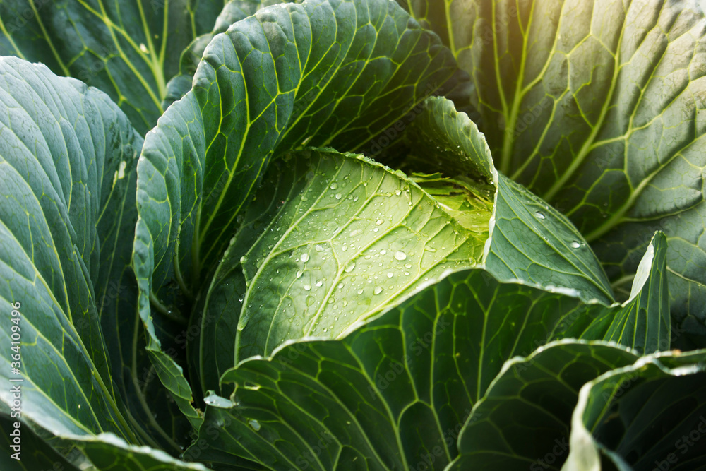Green cabbage in the garden Green cabbage in the garden