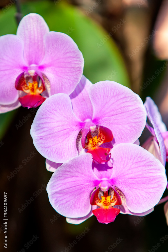 Obraz premium Close up de orquídeas com luz dura e contrastada, com cores fortes. Macro de flores isoladas
