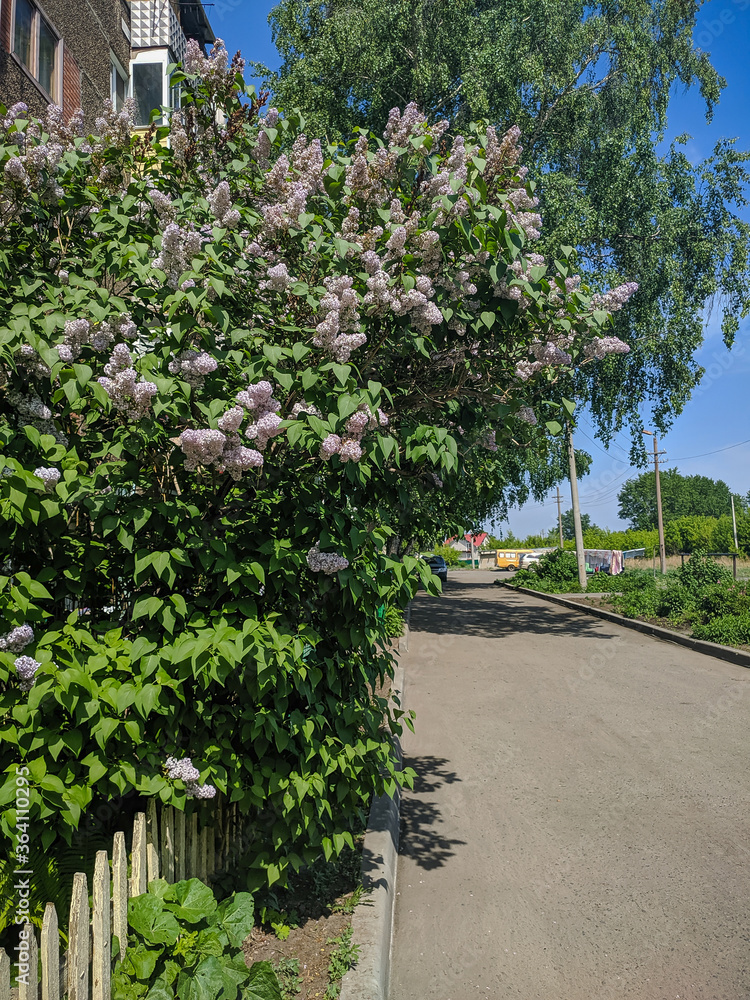 Typical Russian courtyard with lilac bushes in Kamen-na-Obi, Altai, Russia. Vertical.