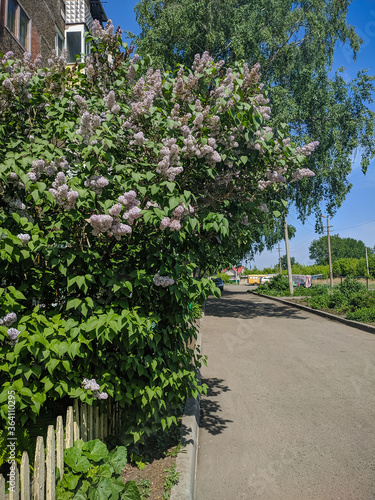 Typical Russian courtyard with lilac bushes in Kamen-na-Obi, Altai, Russia. Vertical.