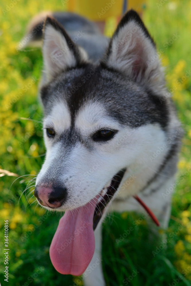 Young husky dog  on the green grass