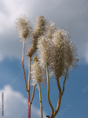 Sanguisorba canadensis or Canadian burnet, also called Pimpernel against a blue cloudy sky