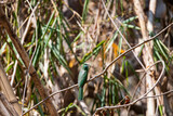 Blue - bearded Bee - eater