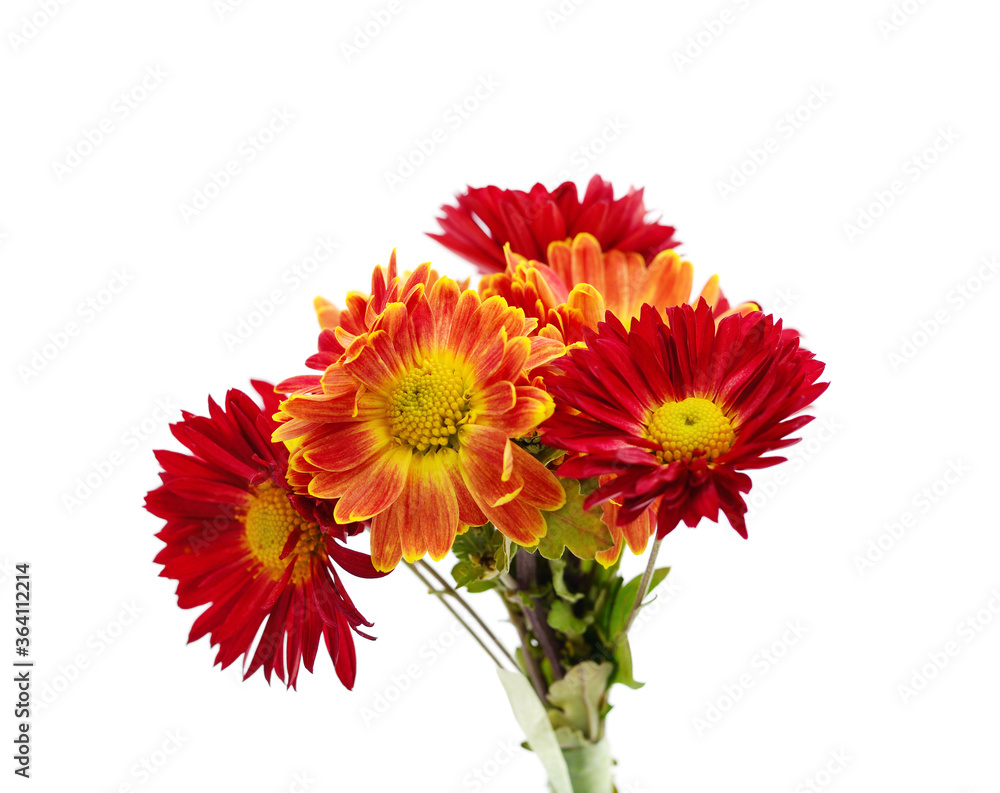 Bouquet of beautiful chrysonthem. Bouquet of beautiful chrysonthem.