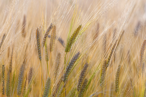 Ripe barley ears, Barley field