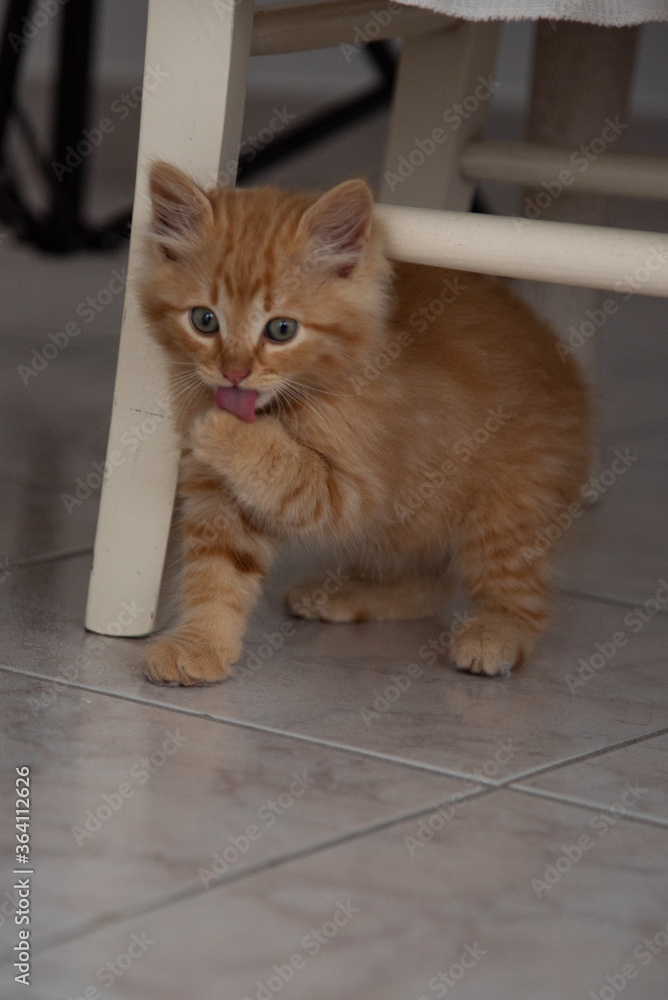 lingua gatto rosso