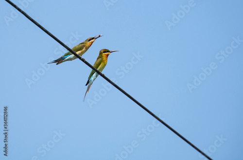 Blue - tailed Bee - eater