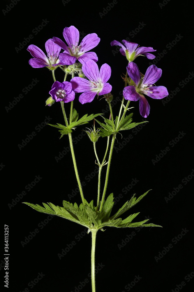 Wood Crane's-Bill (Geranium sylvaticum). Inflorescence Closeup Wood Crane's-Bill (Geranium sylvaticum). Inflorescence Closeup