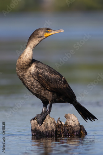 Double-crested cormorant juvenile standing