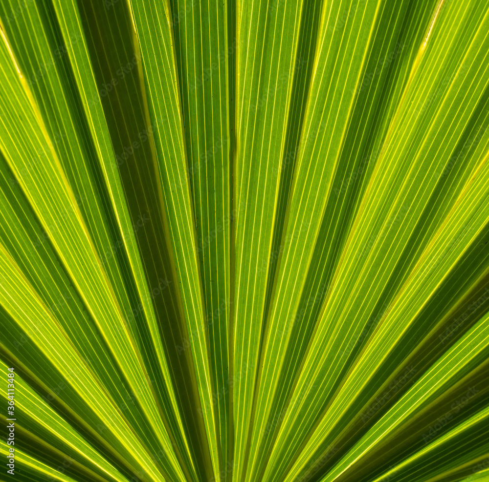 Obraz premium Close-up of Cabbage Palm or Sebal palm frond