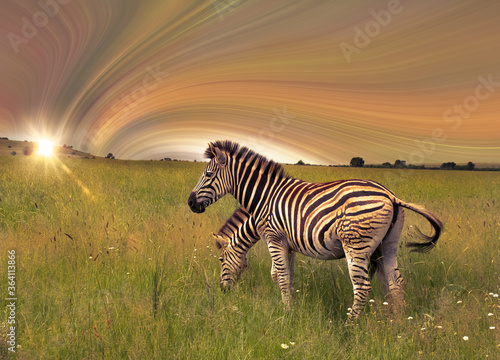 zebra at sunset  digital art and photo combination.