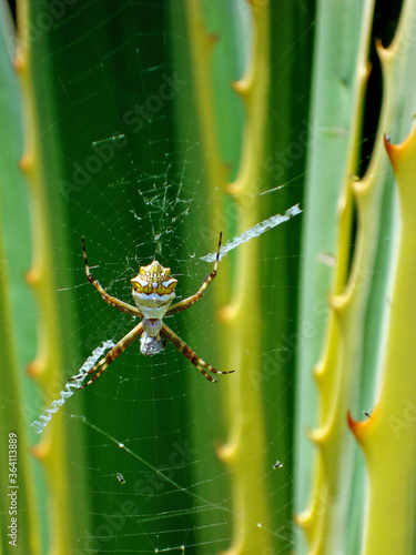 Silver Argiope on web (Argiope argentata) photo