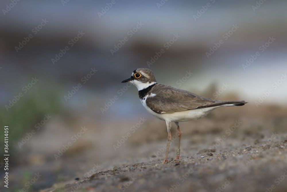 Fototapeta premium Little-ringed Plover, Charadrius dubius, in the nature habitat. wilife scene fron nature habitat,