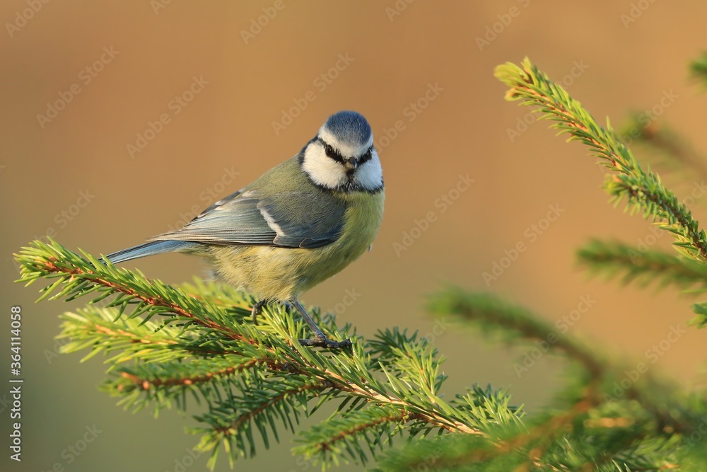 Obraz premium blue tit sitting on the spruce twig. Wildlife scene from nature. Parus caeruleus.