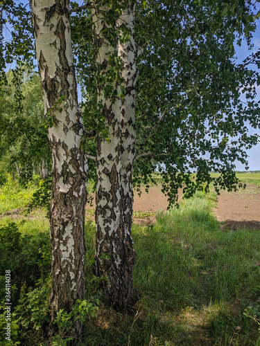 White birches grow surrounded by green grass in Kamen-na-Obi, Altai, Russia. Vertical. © lexosn